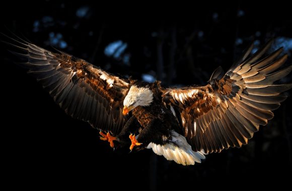Flying-Eagle